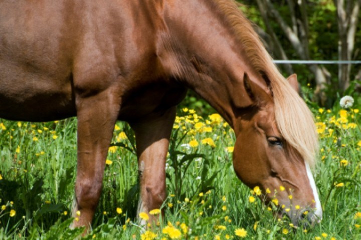 Hest som beiter.Foto