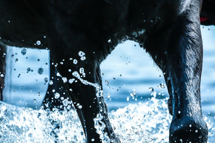 Utsnitt av hestkropp som løper i vann