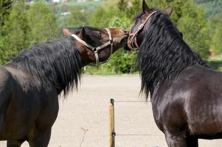 To svarte hester. Foto.