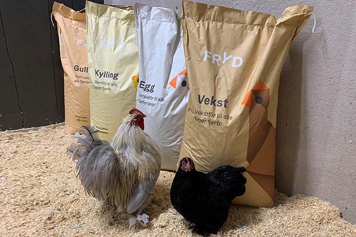 Høner ved fôrsekker