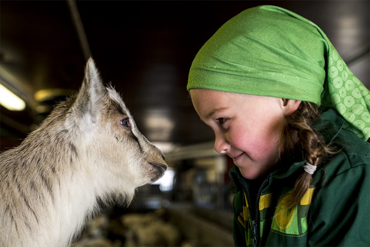 Jente og geit som kikker på hverandre