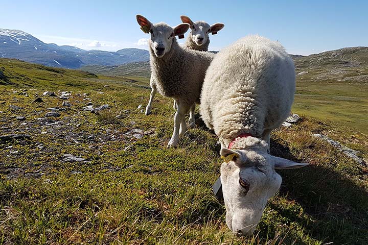 720x480 småfe.jpg