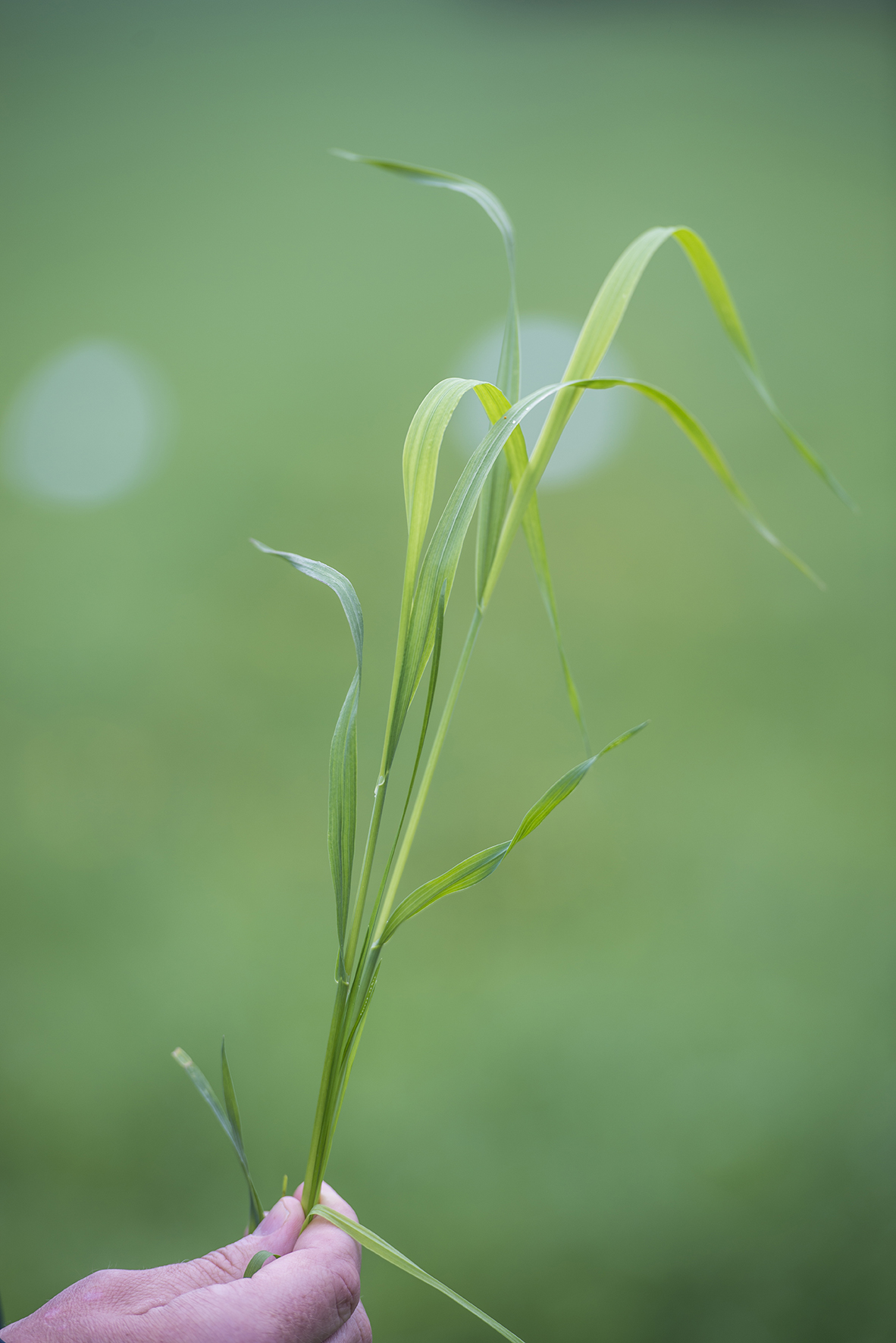 Synlig svovelmangel på plante. Foto.