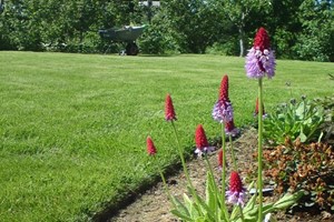 Klipping, vanning og gjødsling av plen