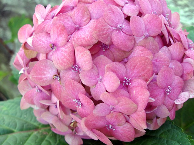 Slik lykkes du med hagehortensia