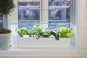 Dyrk enkelt hjemme - med  hydroponisk dyrkning