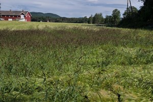 Hønsehirse – kommet for å bli?