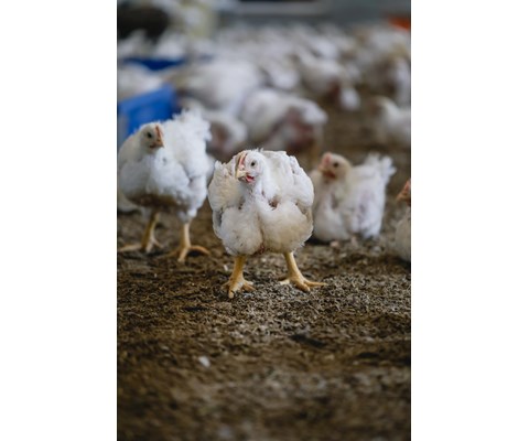 McKylling 2 Tarmhelse