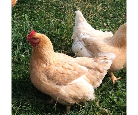 Moderat Kylling Minus