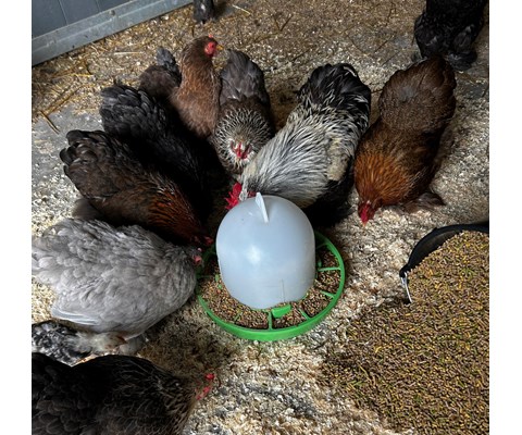 Fjørfefôr sølvkorn 25 kg