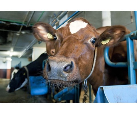 E-konsentrat pellets 25 kg