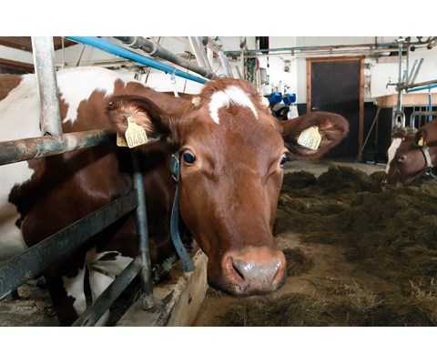 Fullfôr Konsentrat 750 kg