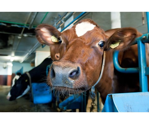 Fullfôr Korn 750 kg