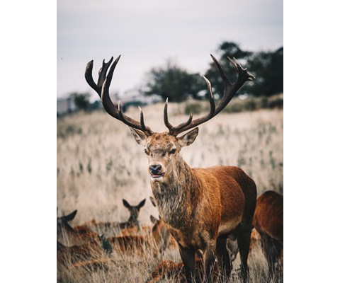 Tilskuddsfôr hjort 25 kg