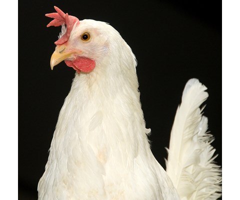 Kråsstein Glimmergneis 25 kg