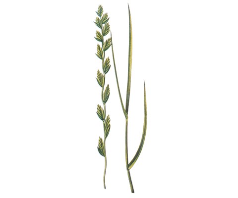 Raigras Spire Italiensk Turgo Øko 25 kg