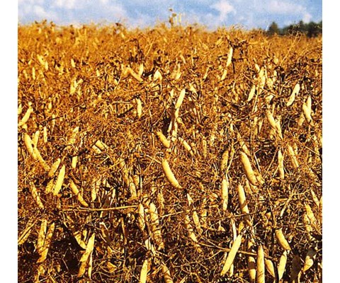 Ingrid ert Kl C2 500 kg