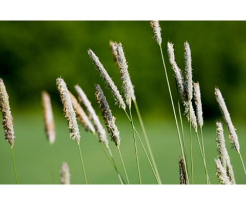 Frøblanding Spire Timotei Noreng 10 kg