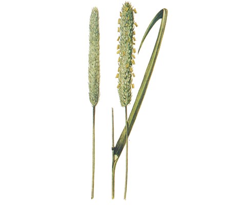 Frøblanding Spire Timotei Noreng 10 kg