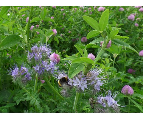 Frøblanding Spire Insektvenn 5 kg