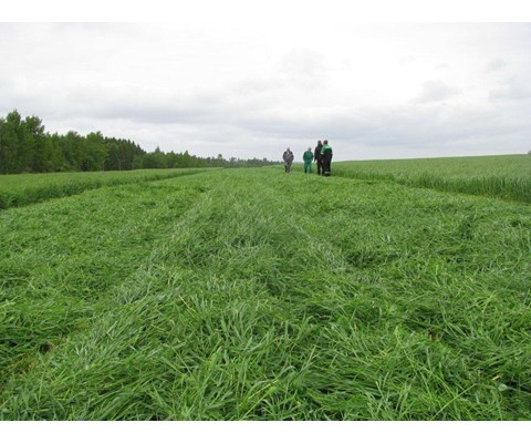 Frøblanding Spire Surfôr/beite Normal 10 kg