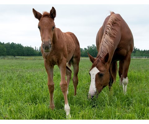 Frøblanding Spire hestebeite 10 kg