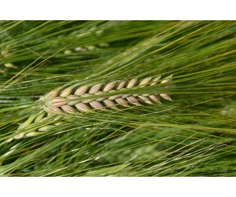 Verti 6-radsbygg ThermoSeed 600 kg