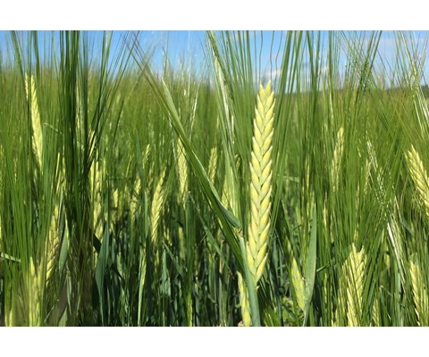 Thermus 2-rads Bygg Thermoseed 600 kg