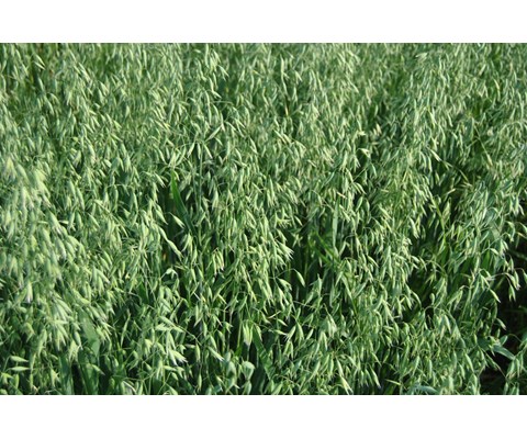 Vinger Havre ThermoSeed 500 kg