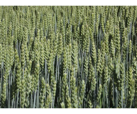 Zebra Vårhvete ThermoSeed 600 kg