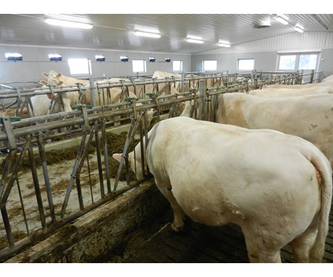 Fanggitter for kjøttfe