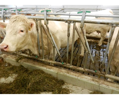 Fanggitter for kjøttfe