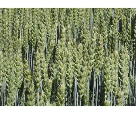 Caress Vårhvete Thermoseed 600 kg