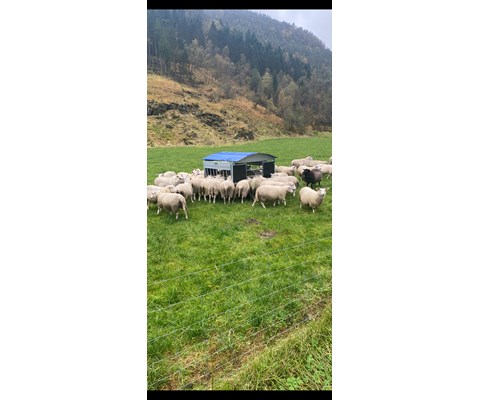 Rundballehekk for sau