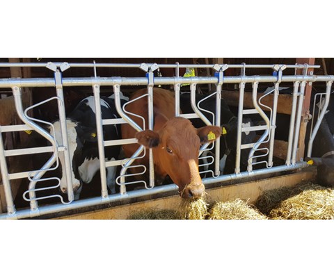 Sikkerhetsfangfront HLS10