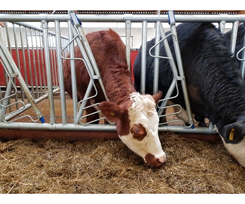 Sikkerhetsfangfront HLS50