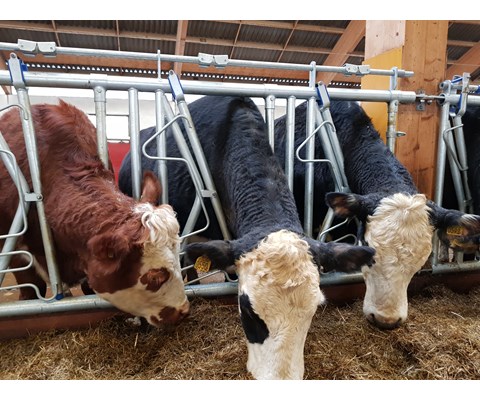 Sikkerhetsfangfront HLS50