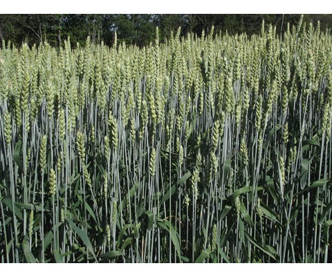 Lizzy Høsthvete 600 kg