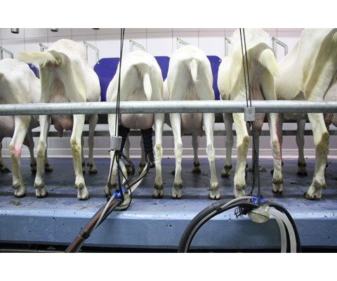 Melkeanlegg lavtliggende