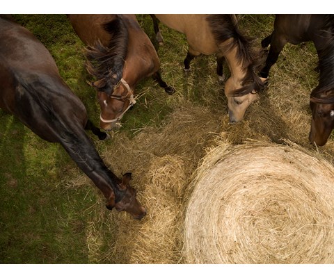 Rundballeplast Triowrap Horsewrap 25 my