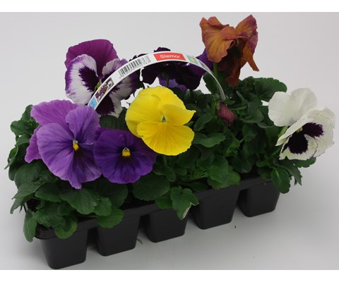 Stemor 'Viola Hybrid' 10-pk