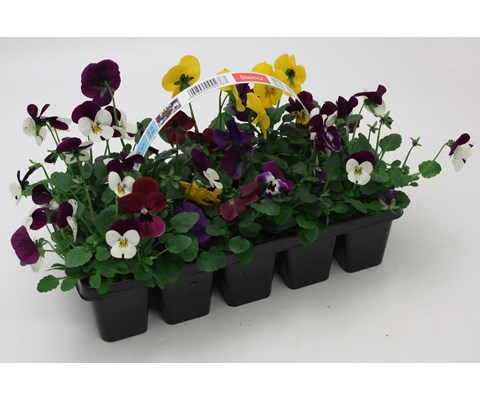 Stemor 'Viola Hybrid' 10-pk
