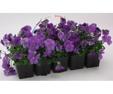 Stemor 'Viola Hybrid' 10-pk