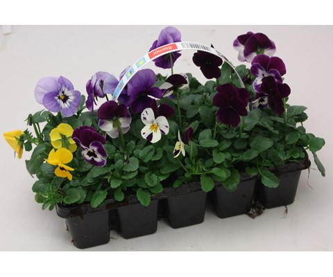 Stemor 'Viola Hybrid' 10-pk