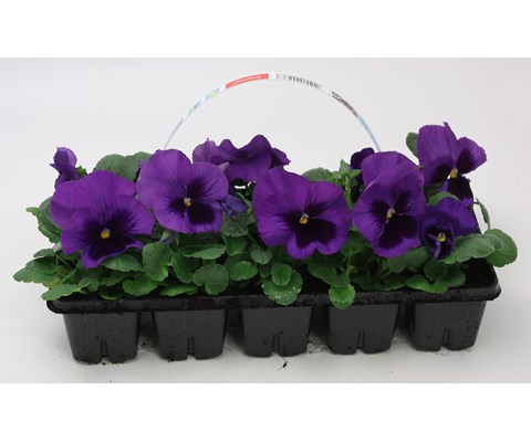 Stemor 'Viola Hybrid' 10-pk