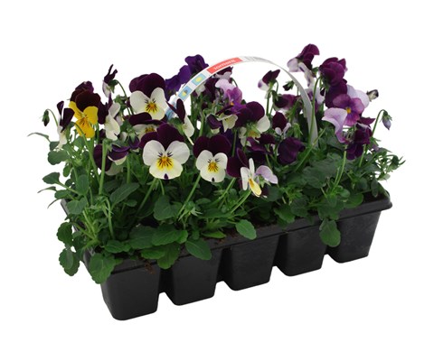 Stemor 'Viola Hybrid' 10-pk