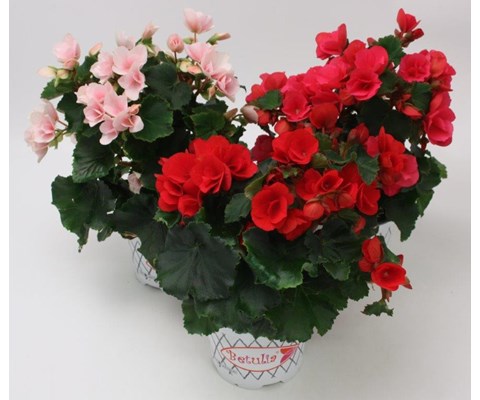 Begonia 'Betulia'