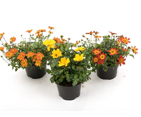 Bidens 'Standard'