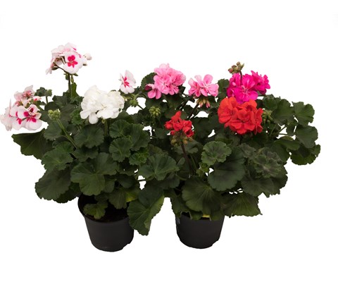 Pelargonia 'Zonale'
