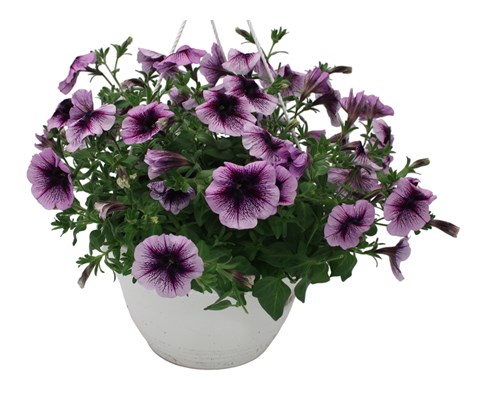 Superpetunia ampel